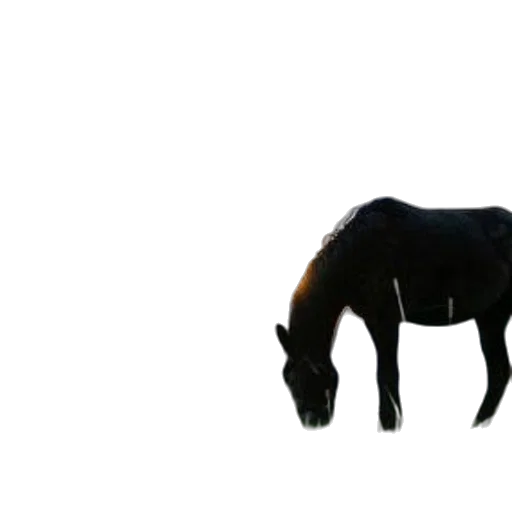 animal, creature, hair, dragon transparent PNG cut-out