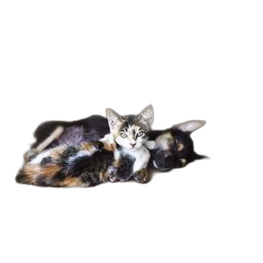animal, creature, staff, crown transparent PNG cut-out
