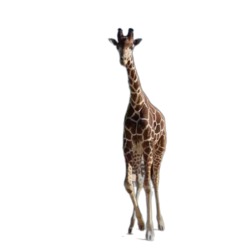 animal, creature, staff, hat transparent PNG cut-out