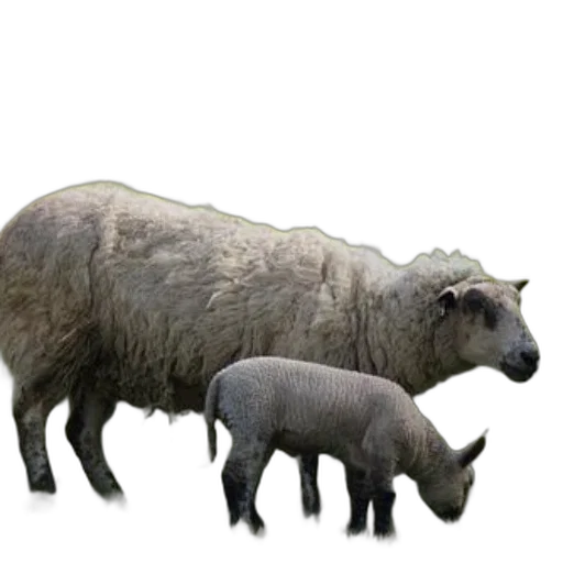animal, creature, weapon, food transparent PNG cut-out