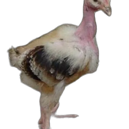 animal, creature, food, jewelry transparent PNG cut-out