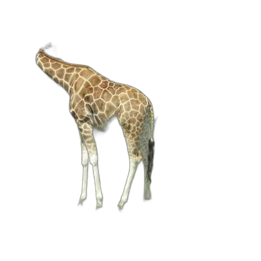 animal, creature, staff, umbrella transparent PNG cut-out
