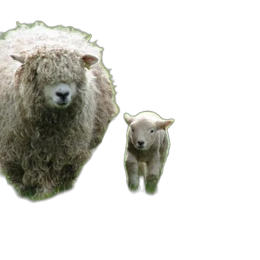 animal, creature, 3d render, photorealistic transparent PNG cut-out