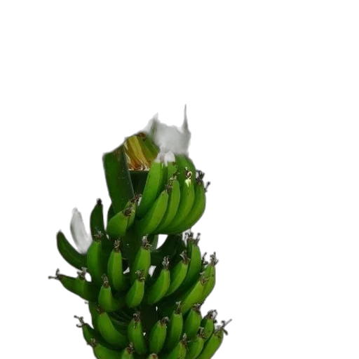 flower, crown, tree, staff transparent PNG cut-out