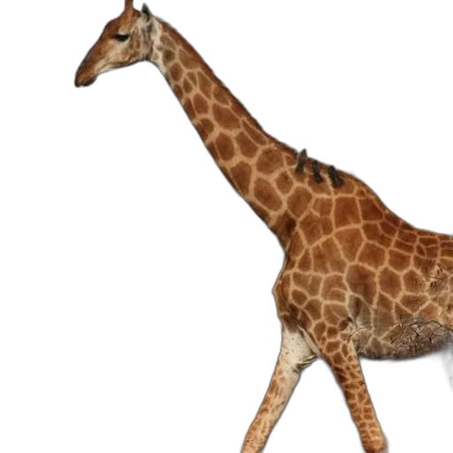 animal, creature, staff, weapon transparent PNG cut-out