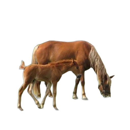 animal, creature, staff, crown transparent PNG cut-out