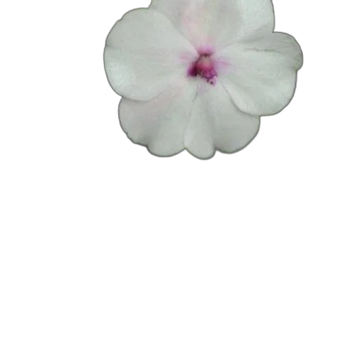 flower, jewelry, crown, staff transparent PNG cut-out