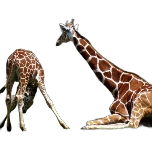 animal, creature, staff, shoes transparent PNG cut-out