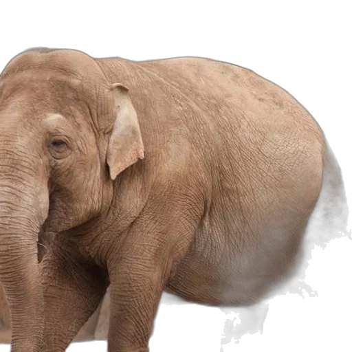 animal, creature, photorealistic, concept art transparent PNG cut-out