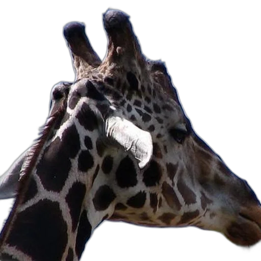 animal, creature, face, hat transparent PNG cut-out