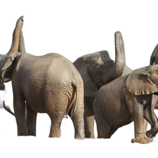 animal, concept art, earth tones, elephants transparent PNG cut-out