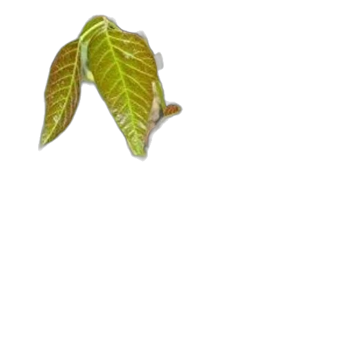 tree, staff, flower, jewelry transparent PNG cut-out