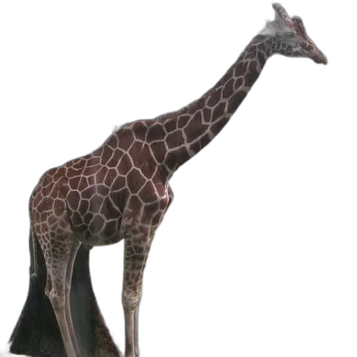 animal, staff, creature, hat transparent PNG cut-out
