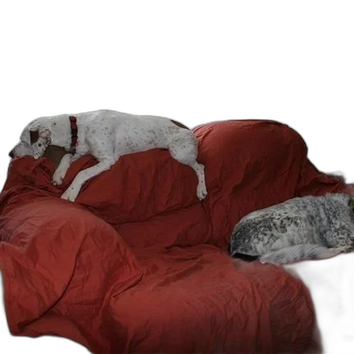 furniture, animal, photorealistic, 3d render transparent PNG cut-out