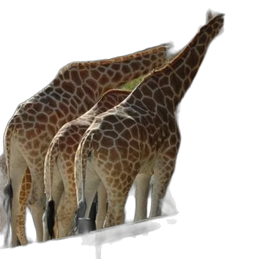 animal, creature, staff, weapon transparent PNG cut-out
