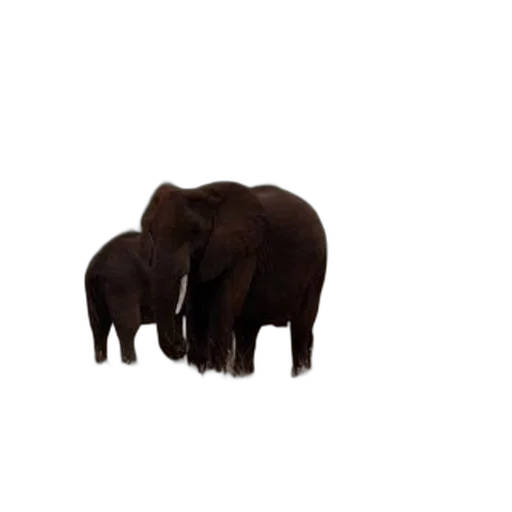 animal, creature, furniture, staff transparent PNG cut-out