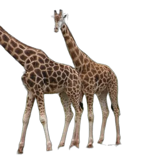 animal, creature, 3d render, concept art transparent PNG cut-out