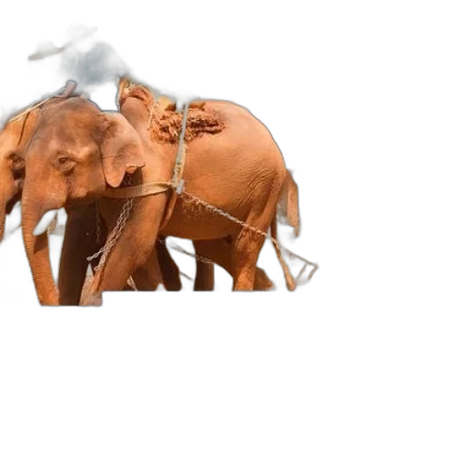 animal, hat, umbrella, staff transparent PNG cut-out