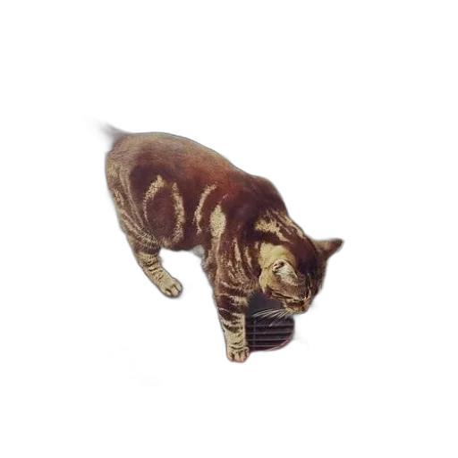animal, creature, staff, weapon transparent PNG cut-out