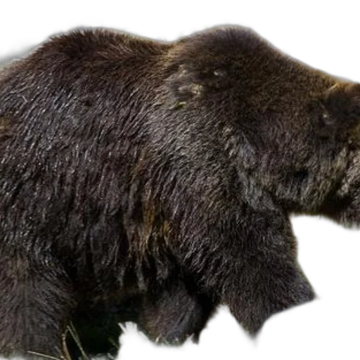 animal, creature, staff, face transparent PNG cut-out