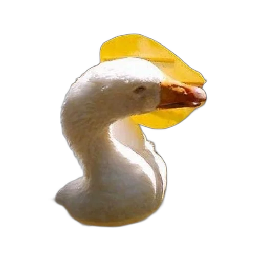 animal, mask, hat, food transparent PNG cut-out