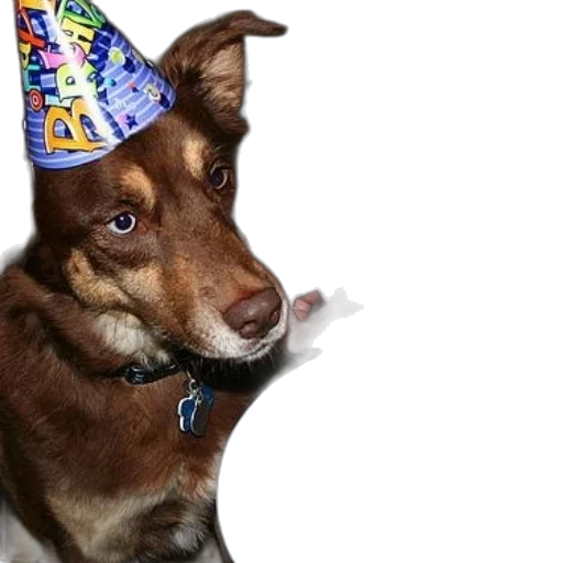 hat, staff, animal, dog transparent PNG cut-out