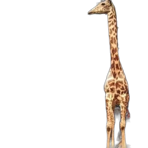 animal, creature, staff, hat transparent PNG cut-out