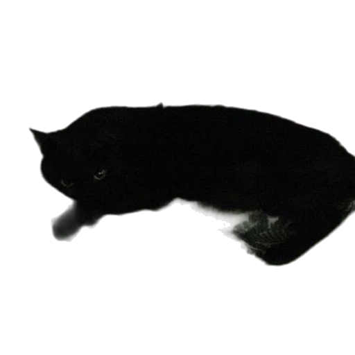 animal, creature, staff, hat transparent PNG cut-out