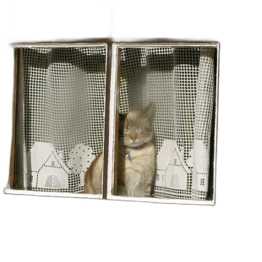 animal, furniture, cat, blue transparent PNG cut-out
