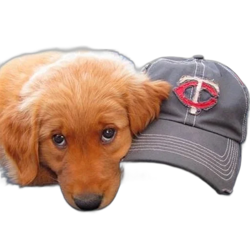 hat, staff, animal, cute transparent PNG cut-out