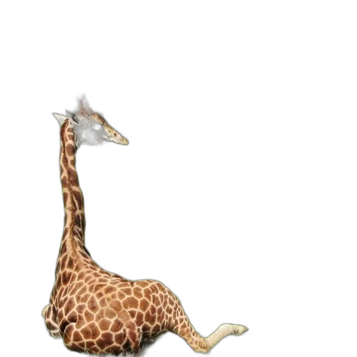 animal, creature, staff, hat transparent PNG cut-out