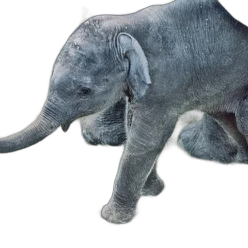 animal, creature, staff, weapon transparent PNG cut-out