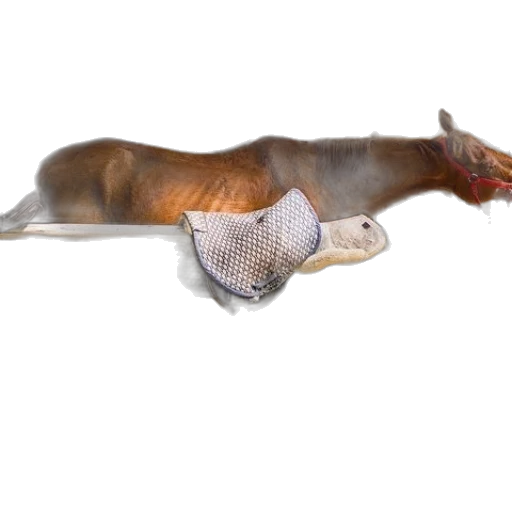 animal, hat, creature, staff transparent PNG cut-out