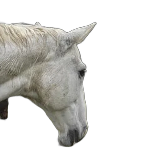 animal, crown, hat, hair transparent PNG cut-out
