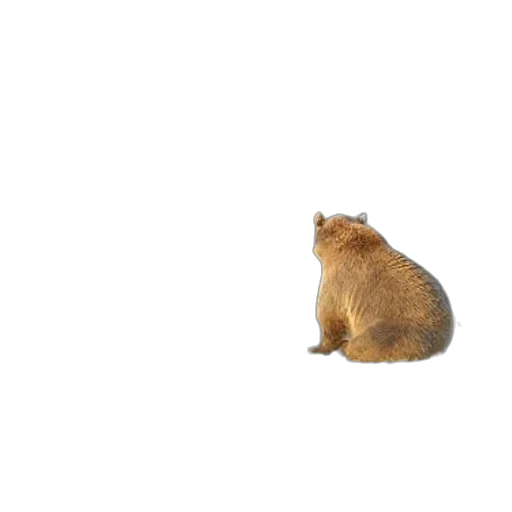 animal, creature, food, hat transparent PNG cut-out
