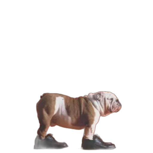 animal, creature, shoes, staff transparent PNG cut-out