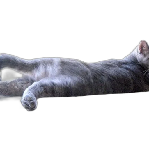 animal, creature, staff, furniture transparent PNG cut-out