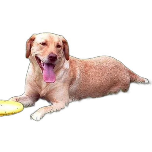 animal, weapon, food, creature transparent PNG cut-out