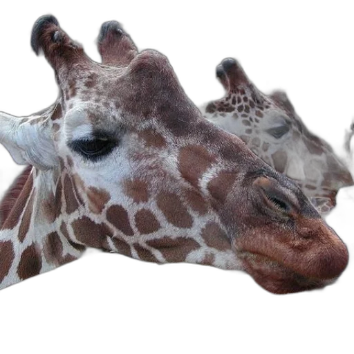 animal, creature, face, mask transparent PNG cut-out