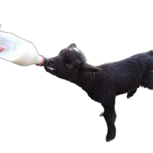 food, animal, bottle, 3d render transparent PNG cut-out