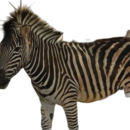 animal, creature, photorealistic, 3d render transparent PNG cut-out
