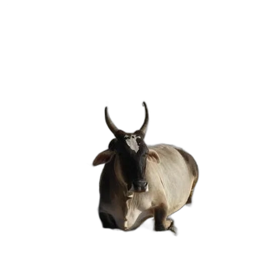 animal, creature, hat, staff transparent PNG cut-out