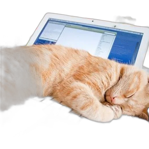 staff, ginger, cat, sleeps transparent PNG cut-out