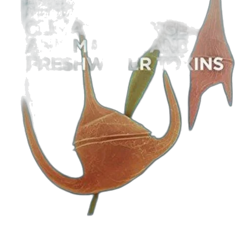 dragon, crown, umbrella, hat transparent PNG cut-out