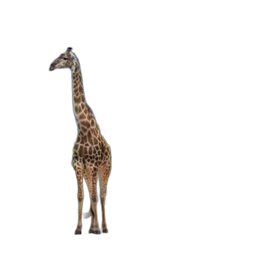 animal, creature, staff, hat transparent PNG cut-out