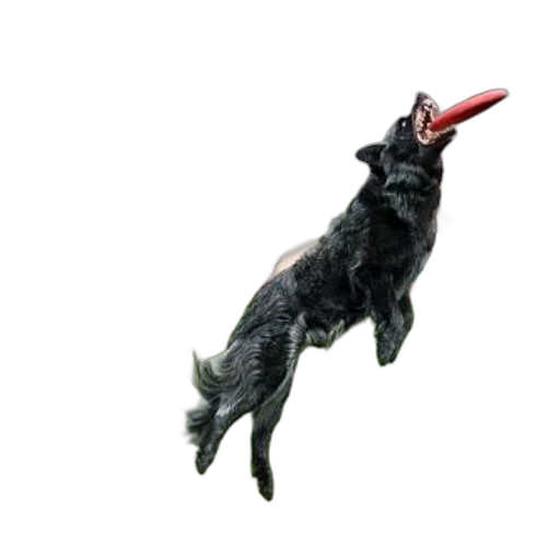 animal, creature, staff, dragon transparent PNG cut-out