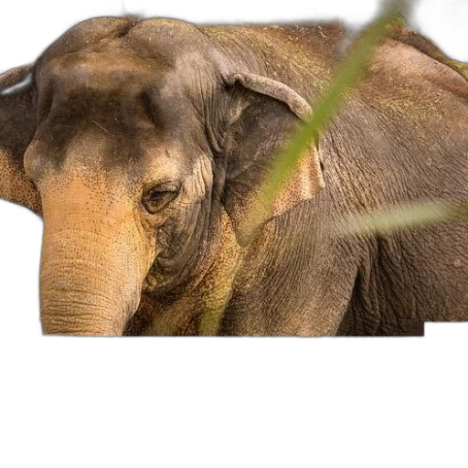 animal, creature, staff, hat transparent PNG cut-out