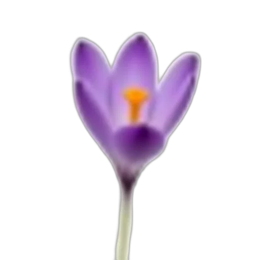flower, staff, crown, jewelry transparent PNG cut-out