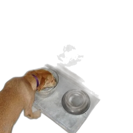 food, bottle, animal, weapon transparent PNG cut-out