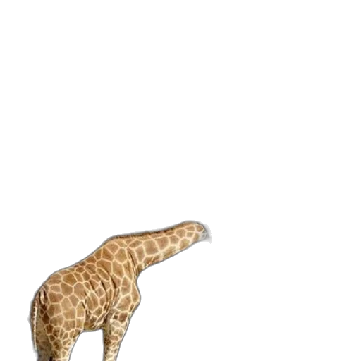 animal, creature, shoes, hat transparent PNG cut-out